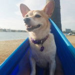 Un Chorgi dans un hamac et portant un collier autour du cou