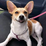 Un Chorgi allongé sur le siège d'une voiture et qui est tenu en laisse 
