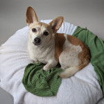 Un Chorgi allongé dans un panier et regardant vers la caméra 