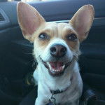 Un Chorgi allongé sur le siège d'une voiture et portant un collier autour du cou