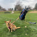 Un Chorgi sur un terrain herbeux et qui est tenu en laisse 