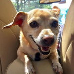 Un Chorgi allongé dans une voiture et portant un harnais 