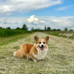 Un Chorgi sur un terrain herbeux et tirant la langue 