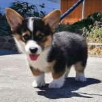 Un Chorgi sur une surface bétonnée et qui est tenu en laisse 