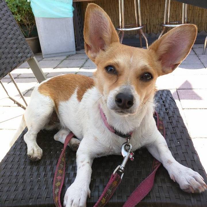 Un Chorgi allongé sur une chaise et qui est tenu en laisse 