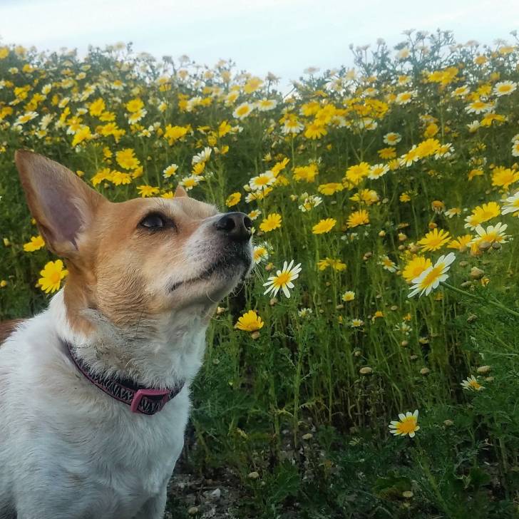Un Chorgi dans un champ de tournesol et portant un collier autour du cou 