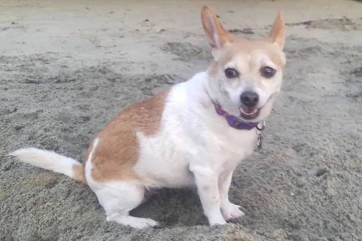 Un Chorgi assis sur une surface sableuse et portant un collier autour du cou