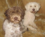 Chien d'Eau Romagnol - Lagotto Romagnolo