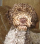 Chien d'Eau Romagnol - Lagotto Romagnolo