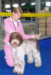 Lagotto Romagnolo - Adolf L.R. z Machova kraje - Lagotto Romagnolo