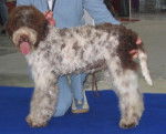 Lagotto Romagnolo - Adolf L.R. z Machova kraje - Lagotto Romagnolo