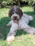 Lagotto Romagnolo - Adolf L.R. z Machova kraje - Lagotto Romagnolo