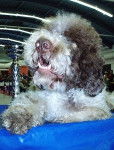 Lagotto Romagnolo - Adolf L.R. z Machova kraje - Lagotto Romagnolo