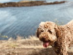 Photo Lagotto Romagnolo