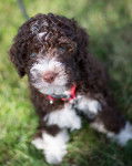 Photo Lagotto Romagnolo
