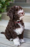 Photo Lagotto Romagnolo