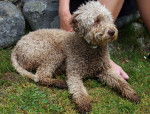 Photo Lagotto Romagnolo