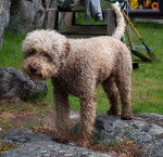 Photo Lagotto Romagnolo