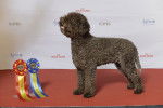 Photo Lagotto Romagnolo