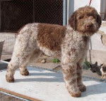 Photo Lagotto Romagnolo