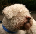 Photo Lagotto Romagnolo