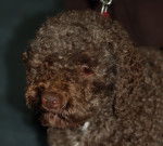 Photo Lagotto Romagnolo