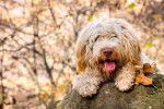 Photo Lagotto Romagnolo