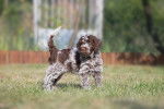 Photo Lagotto Romagnolo