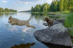 Deux Lagotto Romagnolo jouent dans la rivière, l'un des deux plonge dans l'eau