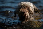 Photo Lagotto Romagnolo