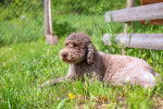Photo Lagotto Romagnolo