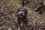 Photo Lagotto Romagnolo