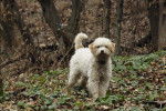 Photo Lagotto Romagnolo
