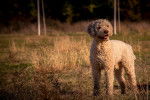 Photo Lagotto Romagnolo