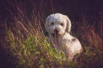 Photo Lagotto Romagnolo