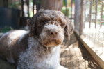 Photo Lagotto Romagnolo