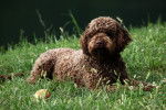 Photo Lagotto Romagnolo