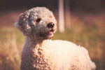Photo Lagotto Romagnolo