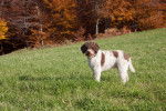 Photo Lagotto Romagnolo