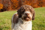 Photo Lagotto Romagnolo