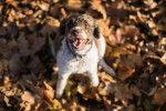 Photo Lagotto Romagnolo