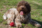 Un Lagotto Romagnolo couché dans l'herbe avec une balle