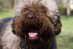 Photo Lagotto Romagnolo