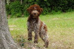 Photo Lagotto Romagnolo