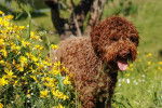 Photo Lagotto Romagnolo