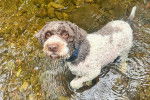 Un Lagotto Romagnolo marchant dans l'eau et portant un collier autour du cou