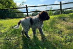 Un Lagotto Romagnolo marchant sur un terrain herbeux et portant un collier autour du cou