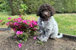 Un Lagotto Romagnolo assis à côté d'une fleur et portant un collier autour du cou