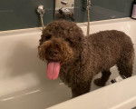 Un Lagotto Romagnolo dans une baignoire et tirant la langue