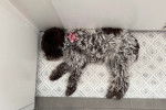 Un Lagotto Romagnolo allongé et semblant dormir